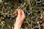 Rameau d'olives