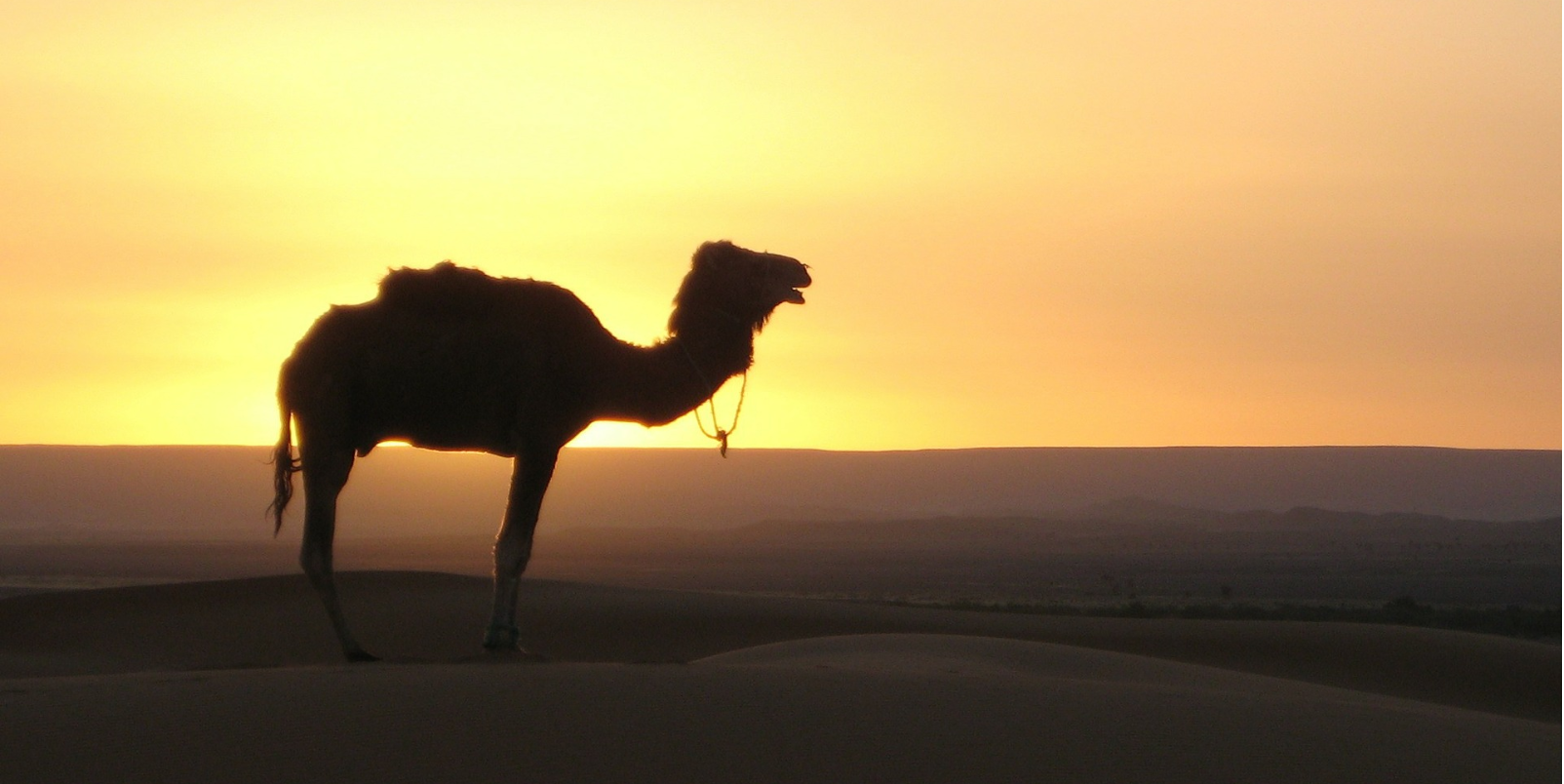 Désert Marocain