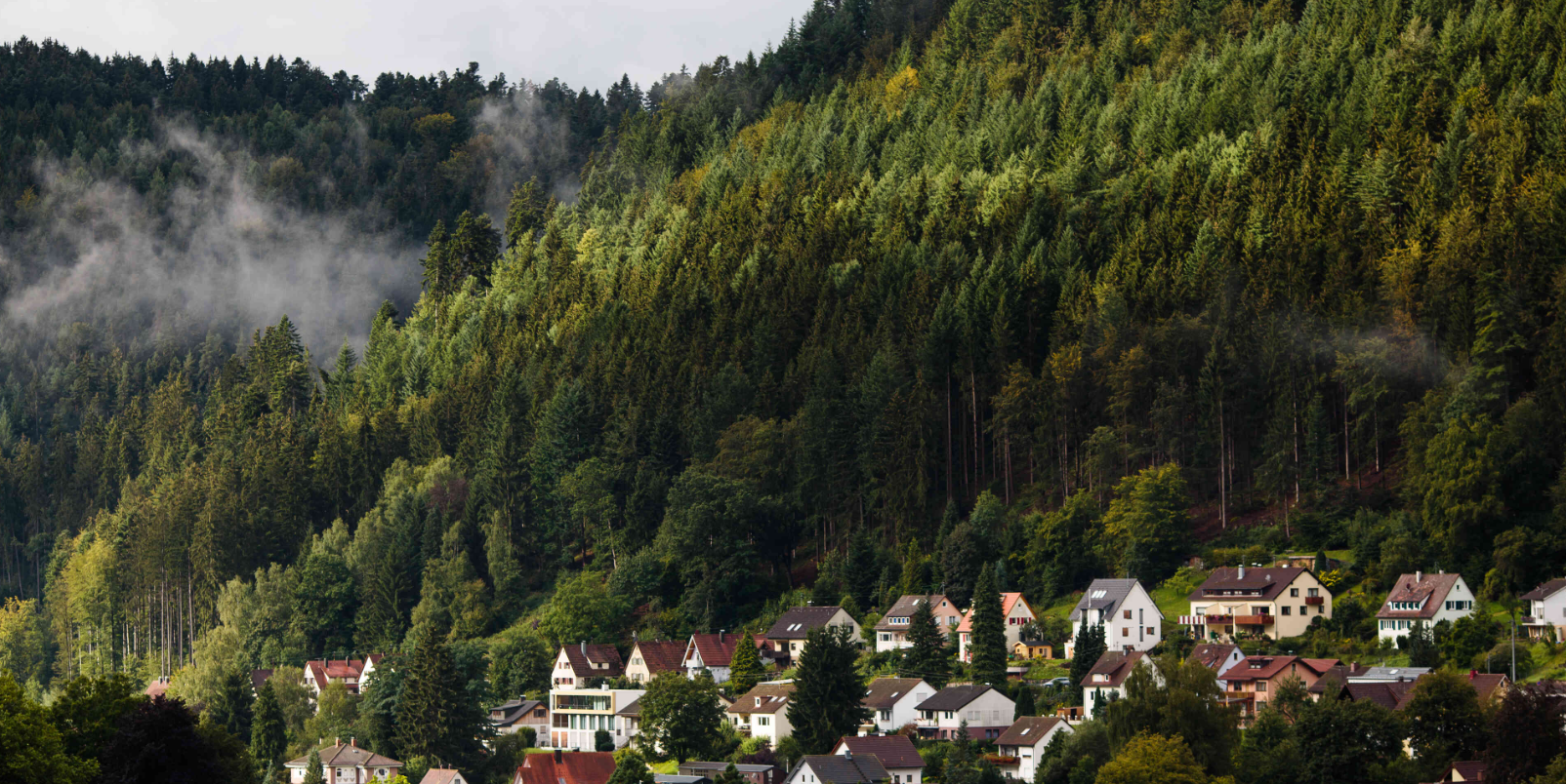 Schwarzwald foret noire 