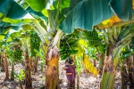 Plantation de bananes