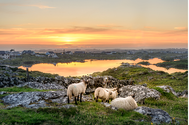 Fermes et élevages près du Connemara - Connaught (Galway)