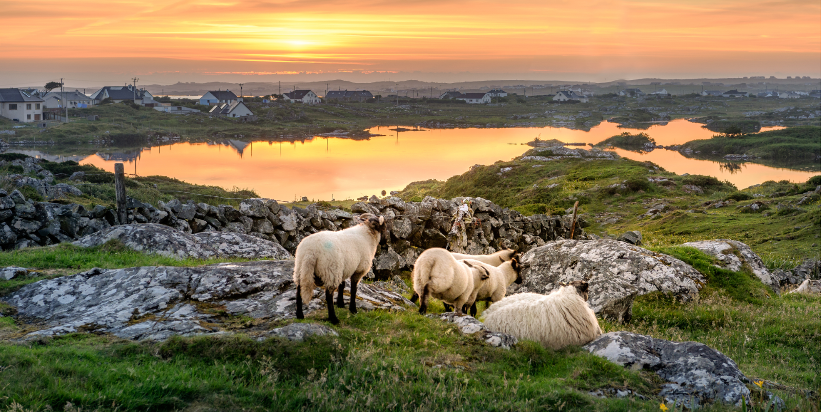 Moutons au coucher de soleil 