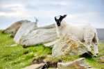 Mouton Irlande 
