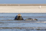 Baie de somme
