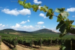 Vignoble Hongrie
