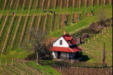 La Hongrie : Terre viticole - 