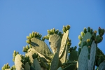 Cactus Espagne