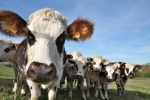 Vaches normandes