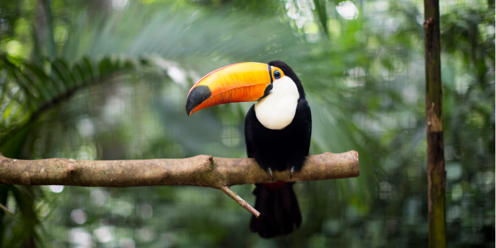 Toucan - Costa Rica