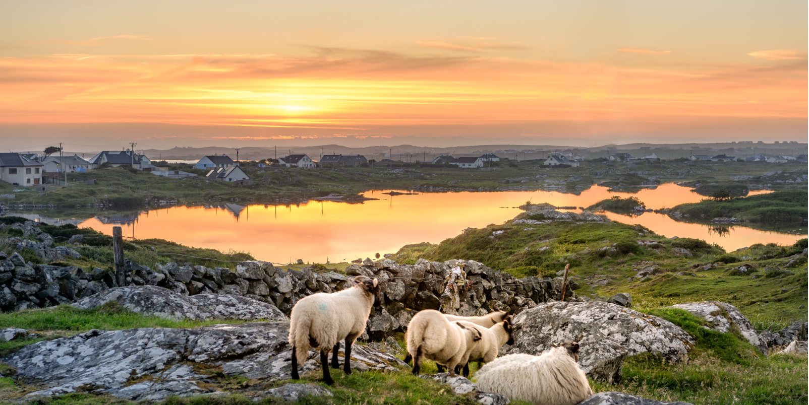 Moutons au coucher de soleil 