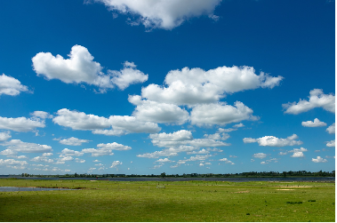 Green Holland - 