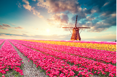 Pays-Bas : fleuriste du monde - Pays-Bas