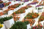 Marché de fleurs à Amsterdam