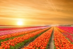 Tulipes aux Pays-Bas