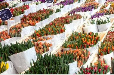 Pays-Bas : fleuriste du monde - 
