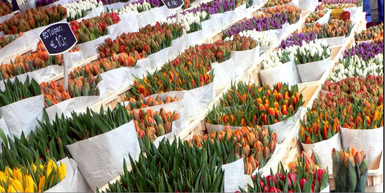 Marché de fleurs à Amsterdam